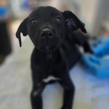 Puppy _4 -  Black Labrador Retriever and Mixed Breed Dog for Adoption in Chapel Hill, North Carolina - Puppy _4 | PetCurious
