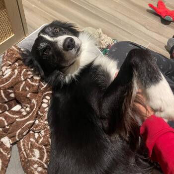 Rescue Border Collie Dogs for Adoption in New York, New York - Eitan | PetCurious