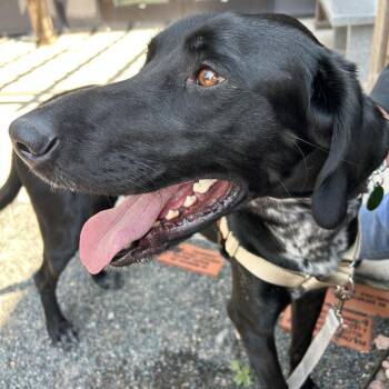 Louie -  Black Labrador Retriever and Pointer Dog for Adoption in Cheyenne, Wyoming - Louie | PetCurious