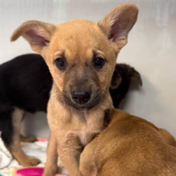 Mixed Breed Dogs Available for Adoption in Saint Charles, Missouri - Rosa | PetCurious