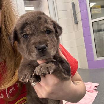 Terrier and Mixed Breed Dogs Available for Adoption in Montgomery, Alabama - Diann | PetCurious