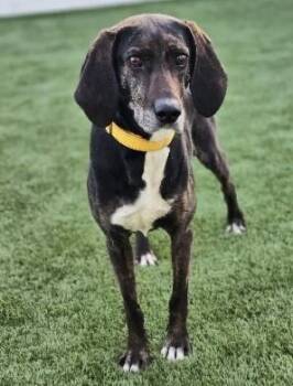 Plott Hound Dogs Available for Adoption - Daisy Duke | PetCurious