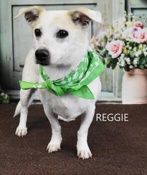 Reggie -  Dachshund Dog Available for Adoption in Yarnell, Arizona - Reggie | PetCurious