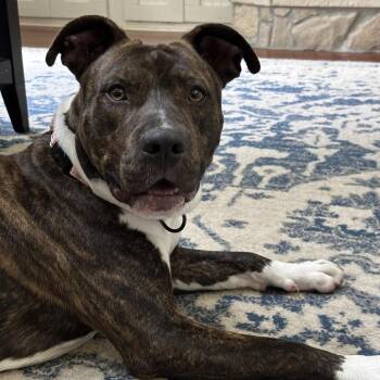 Emirate -  American Staffordshire Terrier Dog for Adoption in Spring, Texas - Emirate | PetCurious