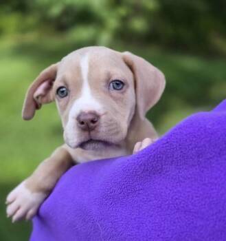 January -  Pit Bull Terrier Dog for Adoption in Orland Park, Illinois - January | PetCurious