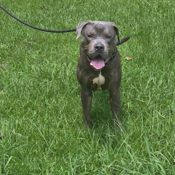 Buck -  Pit Bull Terrier Dog for Adoption in Clanton, Alabama - Buck | PetCurious