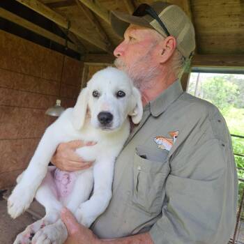 Miracle ATX -  Akbash and Great Pyrenees Dog for Adoption in Quinlan, Texas - Miracle ATX | PetCurious