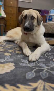 Ryder -  Anatolian Shepherd Dog for Adoption in Nashville, Tennessee - Ryder | PetCurious