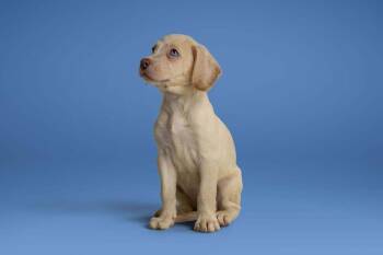Conway -  Labrador Retriever Dog for Adoption in Wolcott, Connecticut - Conway | PetCurious
