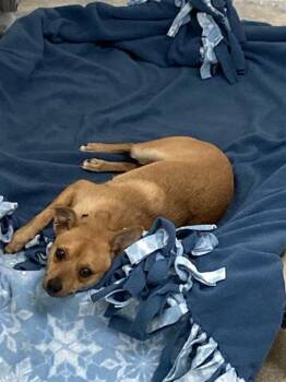 Chihuahua and Mixed Breed Dogs Available for Adoption in Omaha, Nebraska - USHER | PetCurious