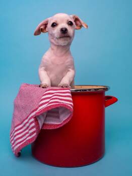 Norfolk Terrier and Chihuahua Dogs Available for Adoption in Palo Alto, California - Seafood: Crawfish | PetCurious