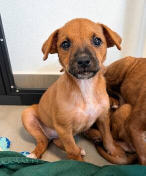  Muffin - The Velcro Puppy -  Golden Retriever and Labrador Retriever Dog Available for Adoption in Carolina, Carolina -  Muffin - The Velcro Puppy | PetCurious