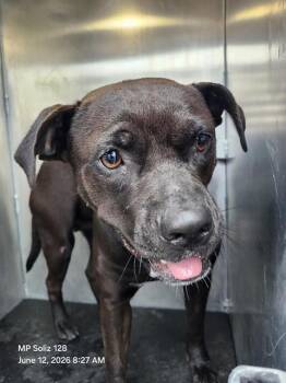 LENZY -  American Staffordshire Terrier Dog for Adoption in San Antonio, Texas - LENZY | PetCurious