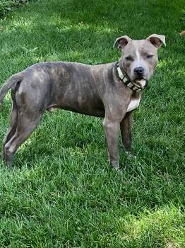 Mickey -  Pit Bull Terrier Dog for Adoption in Warrenville, Illinois - Mickey | PetCurious