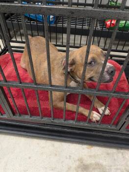 Rosie -  Mixed Breed Dog for Adoption in Angola, Indiana - Rosie | PetCurious