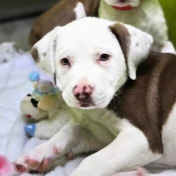Pit Bull Terrier Dogs Available for Adoption in San Jacinto, California - Dipper | PetCurious