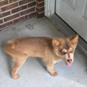 Lobo -  Chow Chow and Australian Shepherd Dog for Adoption in Breese, Illinois - Lobo | PetCurious