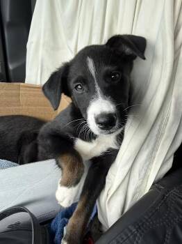 Border Collie Dogs Available for Adoption in Boise, Idaho - Bonnie | PetCurious