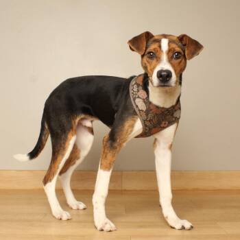 Peabody D71468 -  Beagle and Mixed Breed Dog for Adoption in Minnetonka, Minnesota - Peabody D71468 | PetCurious