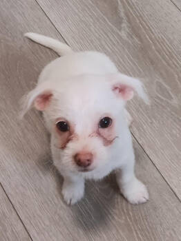 Rescue Shih Tzu and Yorkshire Terrier Dogs for Adoption in Ashville, Ohio - Bambi Litter - Thumper | PetCurious
