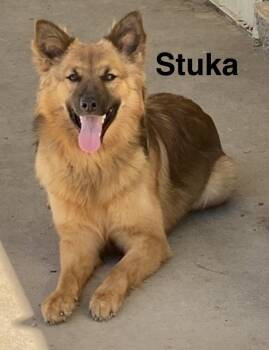 Stuka -  German Shepherd Dog and Mixed Breed Dog Available for Adoption in Pomeroy, Ohio - Stuka | PetCurious