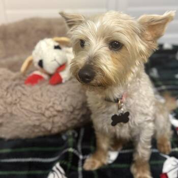 Yorkshire Terrier Dogs Available for Adoption in Tustin, California - Gracie - AVAILABLE FOR ADPOPTION - Urgent Foster Needed  | PetCurious