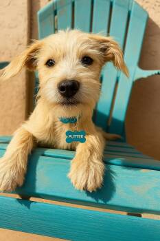 Rescue Border Terrier and Norfolk Terrier Dogs for Adoption in San Diego, California - Putter | PetCurious