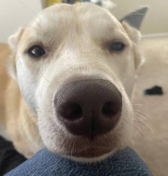 Husky Dogs Available for Adoption - Sebastian | PetCurious