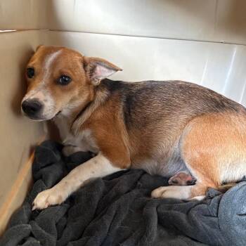 Junebug -  Beagle and Chihuahua Dog for Adoption in Normal, Illinois - Junebug | PetCurious
