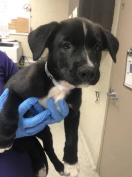 STRIPE -  German Shepherd Dog and Husky Dog for Adoption in Conroe, Texas - STRIPE | PetCurious
