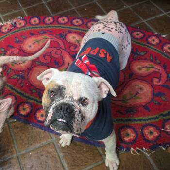Bebo -  American Bulldog Dog for Adoption in St. Augustine, Florida - Bebo | PetCurious