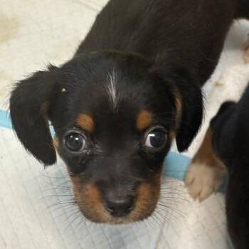 Woody -  Beagle Dog for Adoption in Scottsburg, Indiana - Woody | PetCurious