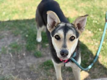 German Shepherd Dog and Husky Dogs Available for Adoption - AMELIA | PetCurious