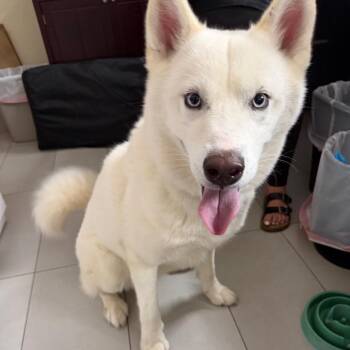 Husky Dogs Available for Adoption in Sunrise, Florida - Rigby | PetCurious