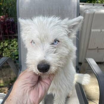 Blanche -  Terrier Dog for Adoption in Memphis, Tennessee - Blanche | PetCurious