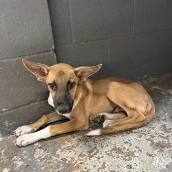Tomato -  Black Mouth Cur Dog for Adoption in Austin, Texas - Tomato | PetCurious