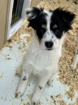Australian Cattle Dog Blue Heeler and Border Collie Dogs Available for Adoption in Bend, Oregon - Heeler Mix Puppy Crew | PetCurious
