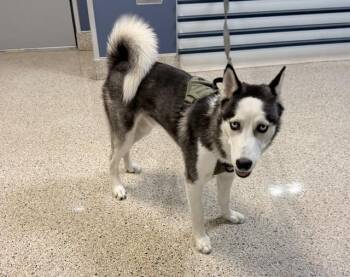 LUCKY -  Siberian Husky Dog for Adoption in Doral, Florida - LUCKY | PetCurious