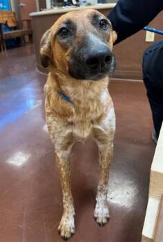 GIGI -  Australian Cattle Dog Blue Heeler and Mixed Breed Dog Available for Adoption in Blythe, California - GIGI | PetCurious
