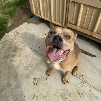 Riot -  Pit Bull Terrier Dog for Adoption in Kansas City, Missouri - Riot | PetCurious