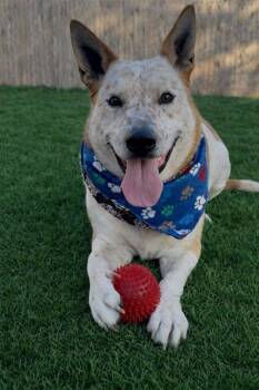 Australian Cattle Dog Blue Heeler Dogs Available for Adoption - Hook | PetCurious