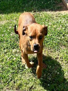 Boxer and Mixed Breed Dogs Available for Adoption in Grovetown, Georgia - HAZEL | PetCurious