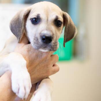 Great Dane Dogs Available for Adoption - Taffy 22192 | PetCurious