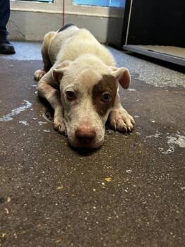 Twinkie -  Pit Bull Terrier Dog for Adoption in Mobile, Alabama - Twinkie | PetCurious