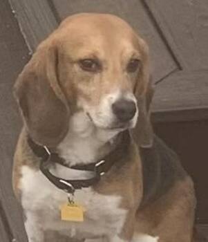 Larry -  Beagle Dog for Adoption in South Plainfield, New Jersey - Larry | PetCurious