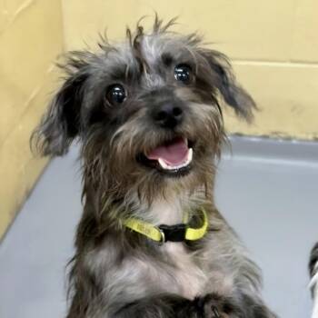 CT Brook -  Yorkshire Terrier and Mixed Breed Dog for Adoption in Eastford, Connecticut - CT Brook | PetCurious