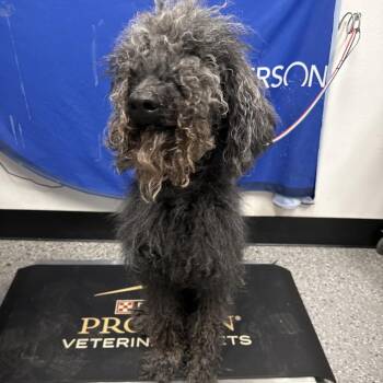 Standard Poodle Dogs Available for Adoption - Benny | PetCurious