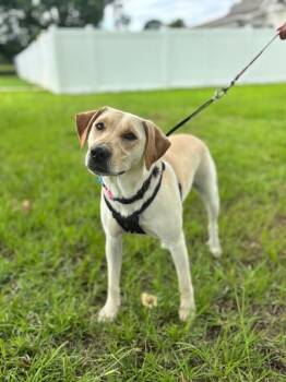 Olivia -  Yellow Labrador Retriever and Mixed Breed Dog for Adoption in Aiken, South Carolina - Olivia | PetCurious