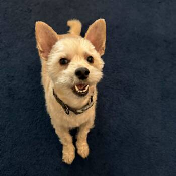 Marshmellow -  West Highland White Terrier Westie and Maltese Dog for Adoption in San Francisco, California - Marshmellow | PetCurious