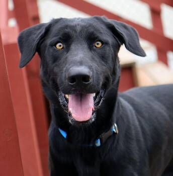 Knox (AO37226) -  Labrador Retriever and Great Dane Dog for Adoption in Kansas City, Kansas - Knox (AO37226) | PetCurious
